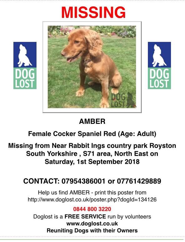 rosieDoc2's tweet photo. #spanieltheftawareness 
❗️DOG OF THE WEEK❗️
AMBER #Redcockerspaniel MISSING, owners in bits &amp; heartbroken 💔
#Lost at #RabbitIngsCountryPark poor baby, the area is VAST, so many places to hide, it's proving VERY difficult to find her #SouthYorkshire STAY SAFE AMBER ❤️❤️❤️❤️❤️ https://t.co/NuELsPoNlh