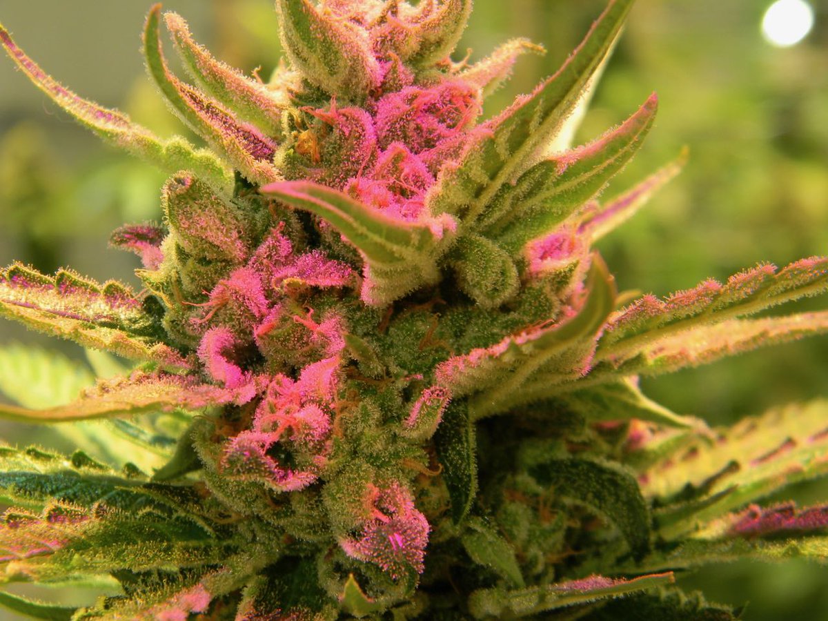 greenfusionled's tweet photo. #58daygrowcycle is what we average with https://t.co/8qEPWLxYOW LED lights.This beauty is also part of the #growclassic plants we got from @grow_magazine.She was in the back so we were just able to get pix of her today.@cannaworldsite @UncleTweezy @Cogitatorium @1stCCCE OCT 30&amp;31 https://t.co/DJXViZdsmZ