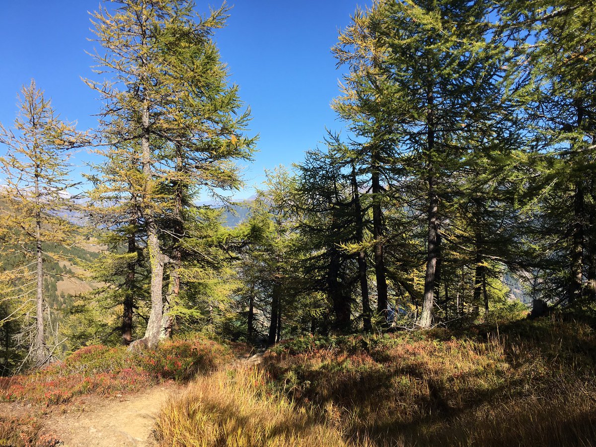 Moosalpregion's tweet photo. #Bürchen #Tourismus wünscht schöne #Herbsttage. Lassen Sie sich von den #Herbstfarben der #Natur, der klaren Luft mit #Fernsicht und den noch wärmenden #Sonnenstrahlen verzaubern und #verwöhnen. 

#Moosalpregion #valaiswallis #wallis #Switzerland #wandern #geniessen https://t.co/26bZSxCSDN