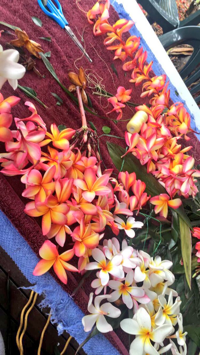 uhhnahh_m's tweet photo. exactly a year ago today my mum made me skip work to make lei’s for the MMT team 😂🤦🏽‍♀️ as we welcomed them to Cairns for their first game For the RWC! 🇹🇴🙌🏾🇹🇴🙌🏾🇹🇴🙌🏾🇹🇴🙌🏾🇹🇴🙌🏾🇹🇴🙌🏾🇹🇴🙌🏾🇹🇴🙌🏾🇹🇴🙌🏾🇹🇴🙌🏾🇹🇴🙌🏾🇹🇴🙌🏾🇹🇴🙌🏾🇹🇴🙌🏾🇹🇴🙌🏾🇹🇴🙌🏾🇹🇴🙌🏾🇹🇴🙌🏾🇹🇴🙌🏾🇹🇴🙌🏾🇹🇴🙌🏾🇹🇴🙌🏾🇹🇴🙌🏾🇹🇴🙌🏾🇹🇴🙌🏾🇹🇴 Good times #thistonga #MMT https://t.co/tY20bc6jVo