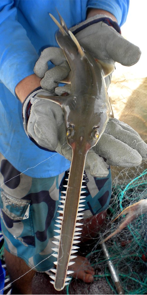NESPmarinehub's tweet photo. Happy first International #sawfish Day! We're celebrating with a new Narrow Sawfish research project in partnership with @CDUUni and the #NorthernPrawnFishery #IntlSawfishDay
#GulfOfCarpentaria
#NorthernAustralia
#abcdarwin
image: Peter Kyne @spottedcatshark https://t.co/CLNalAH8wO