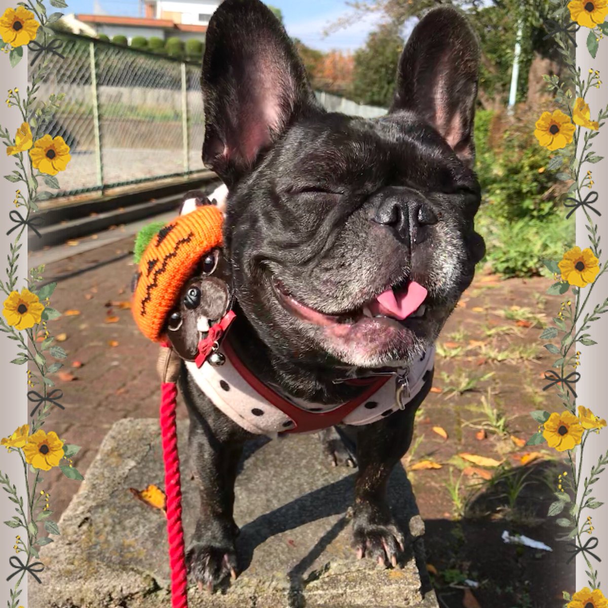 Mimi 晴れ いつもと違う散歩道 気持ちいい陽射し を浴びての この笑顔 見ているだけで 最高の癒し 元気の源 笑顔はいいね 幸せ気分 フレブル フレンチブルドッグ 鼻ぺちゃ ブサカワ ブヒ Buhi 犬バカ 親バカ 飼い主