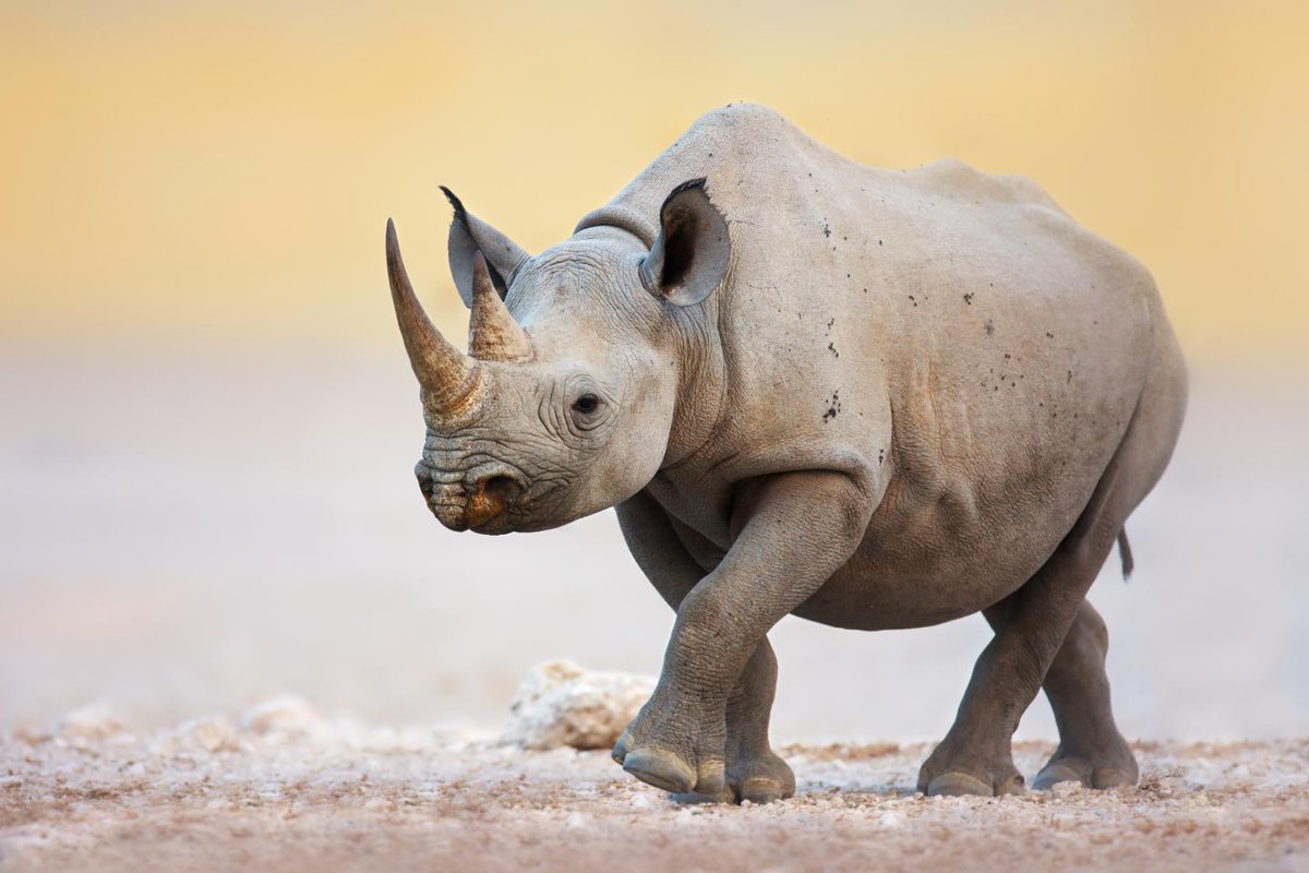 Newsweek's tweet photo. Humans are killing off animals faster than nature can recover https://t.co/dBuageH9B3 https://t.co/doPlxt6Ait