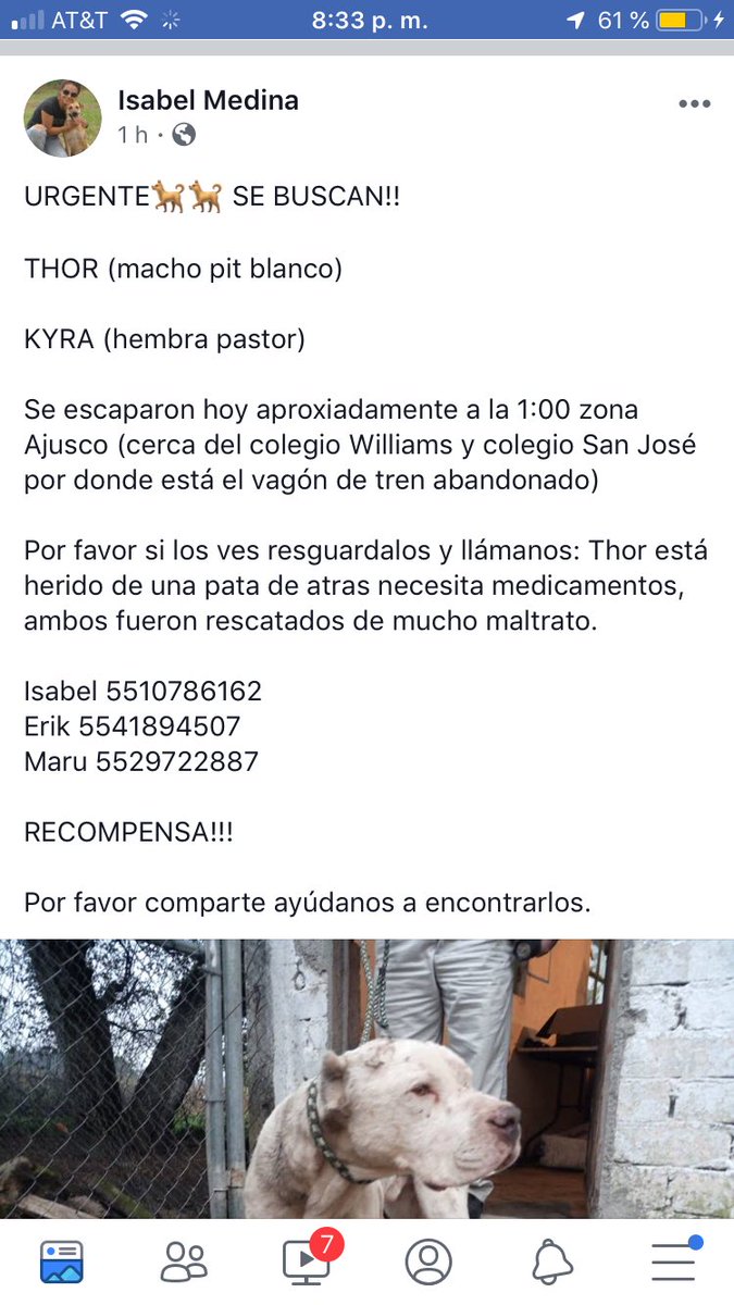 Froggieland's tweet photo. @nydiacervera @DaliaMRocha @lizalde_gina @mtz_tt @EEYYYAA @lasaguis @iztalccihuatl @Negra_start @pikis_deolarte @Vivalyk @yaz_animalista @nora_nap @duky1107 @mariluzza @rumabo1 @PipianMx @JohannaLizalde @raquelgarzac @gretakolarik @onlylenis @ortizmu @HuesitosDF @CEIzcuintle @zaradrj @xjusticianimal @sofiamartinezhe @MarianimaLOVERS @Hera_Sea @tuyyocon10 @gabylolis @Marcemgffvg @LIZCLAPES 🆘 Chicos por favor ayúdenme dándo RT a esta info #SeBusca este par de perritos, están recién rescatados de maltrato pero escaparon😣 #Ajusco Mas info en foto 👇🏻GRACIAS🙏🏻 #EncuentraPerros #Extraviado #Perdido https://t.co/HaTKwK2oiQ