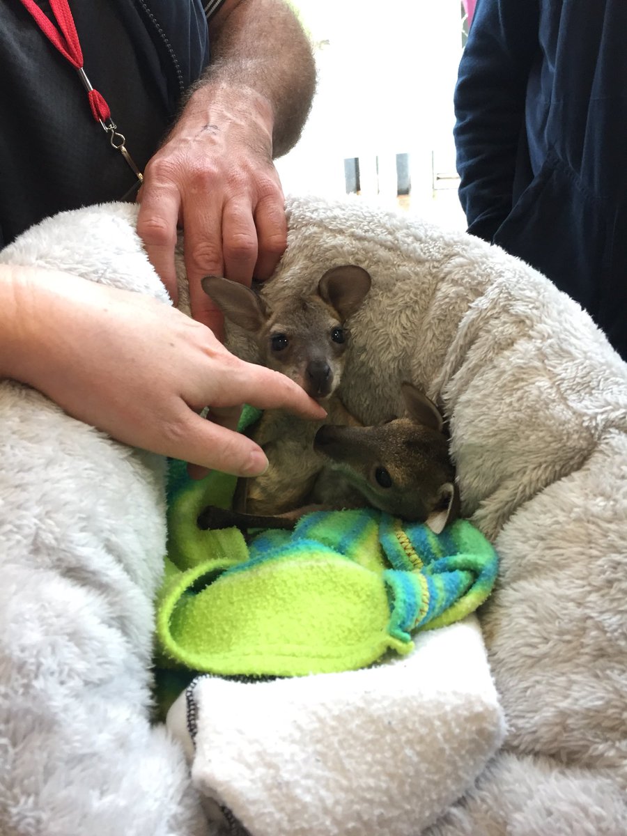 Our little furry visitors are enjoying the attention at our bush tucker lunch! #themuster2018