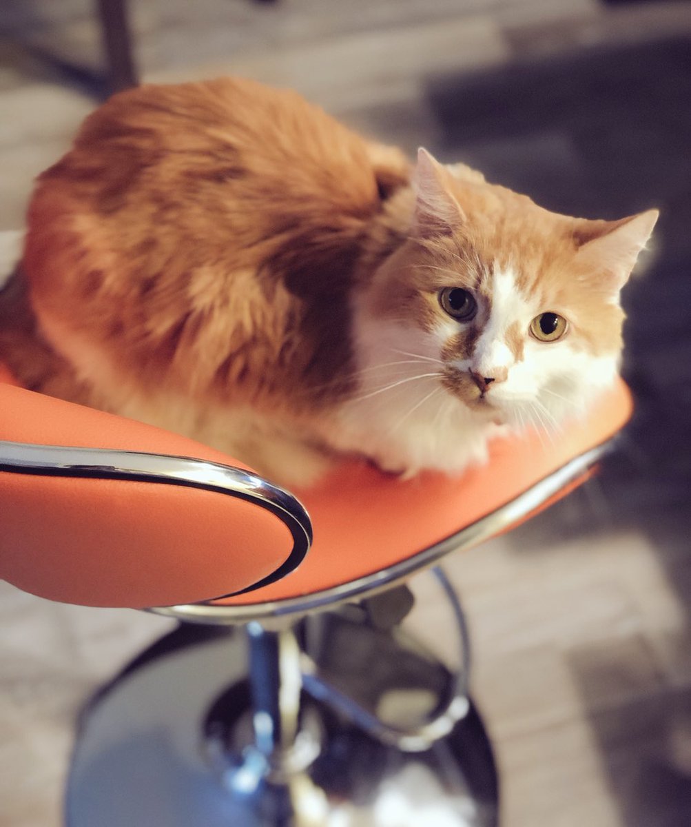 lindasongMD's tweet photo. Every #resident #pathologist needs a good cat to keep you company. This is my silly purr machine. I know y’all have your own—I want to meet them! #meowmondays #pathcats https://t.co/chgXQ7kBhT