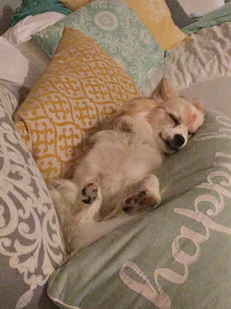 AshtenKelsey's tweet photo. I work hard so my dogs can have a good life 🙃 #spoiled #dogsworld #lifeofadog #wishthatwasmylife https://t.co/vOhZBb89cL