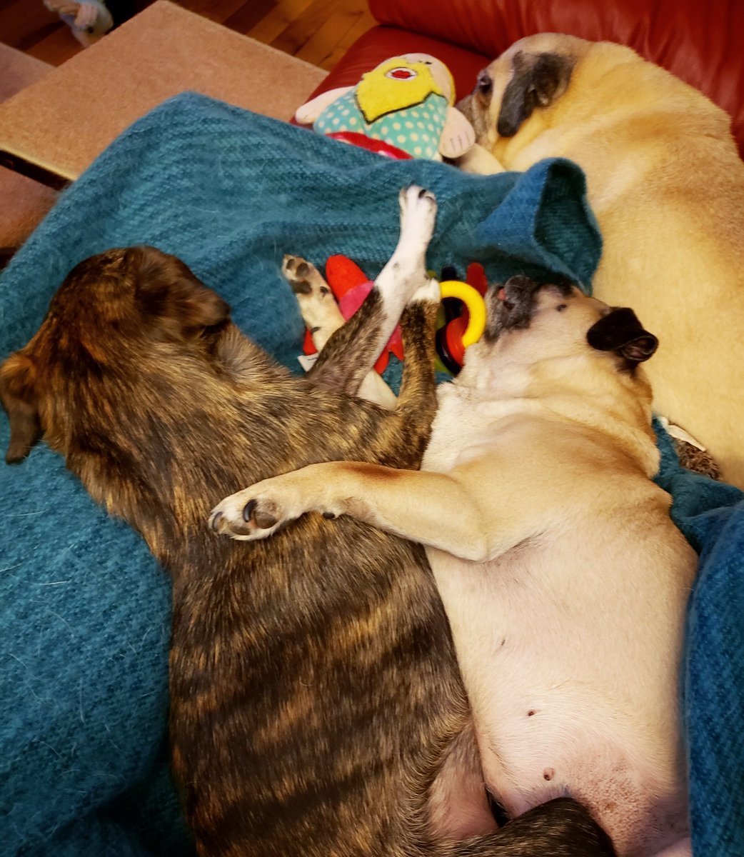 funaek's tweet photo. They actually sleep together like this all the time. #monkeylovesrosy #rosylovesmonkey #sleepypugs https://t.co/2w9syiuLCG