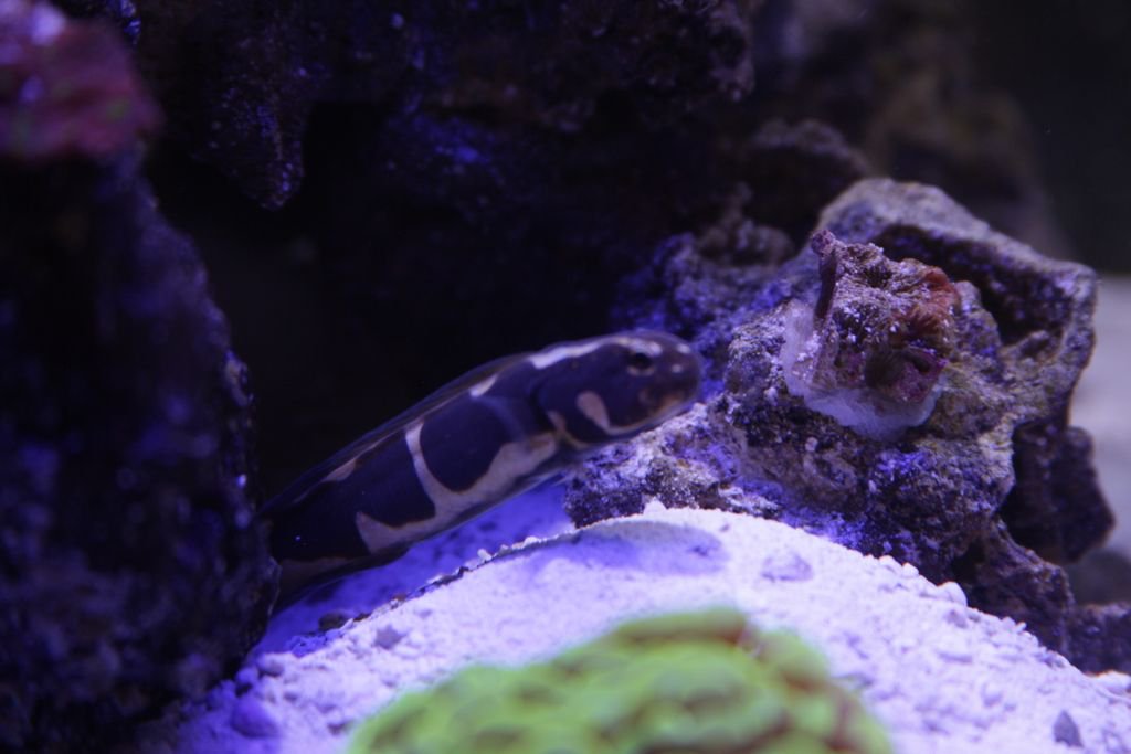 MileHighReef's tweet photo. "Bob Villa" aka:  Bob the Builder
#MileHighReef @Kottonics
#Reef #Reeftank #Reefporn #staystill #SaltWaterAquarium #Engineergoby #blurryface #AllMyMoneyGoesToCoral #eatsleepreef #fishtank #affiliategrind https://t.co/H4XHLxeN0D