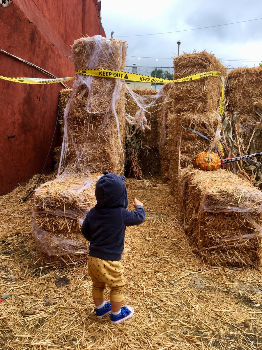 BradfordBenoit's tweet photo. Guys, pumpkin patching is so hot right now.
Finn is a fan.
#pumpkins #pumpkinpatching https://t.co/zr0YK02XZS