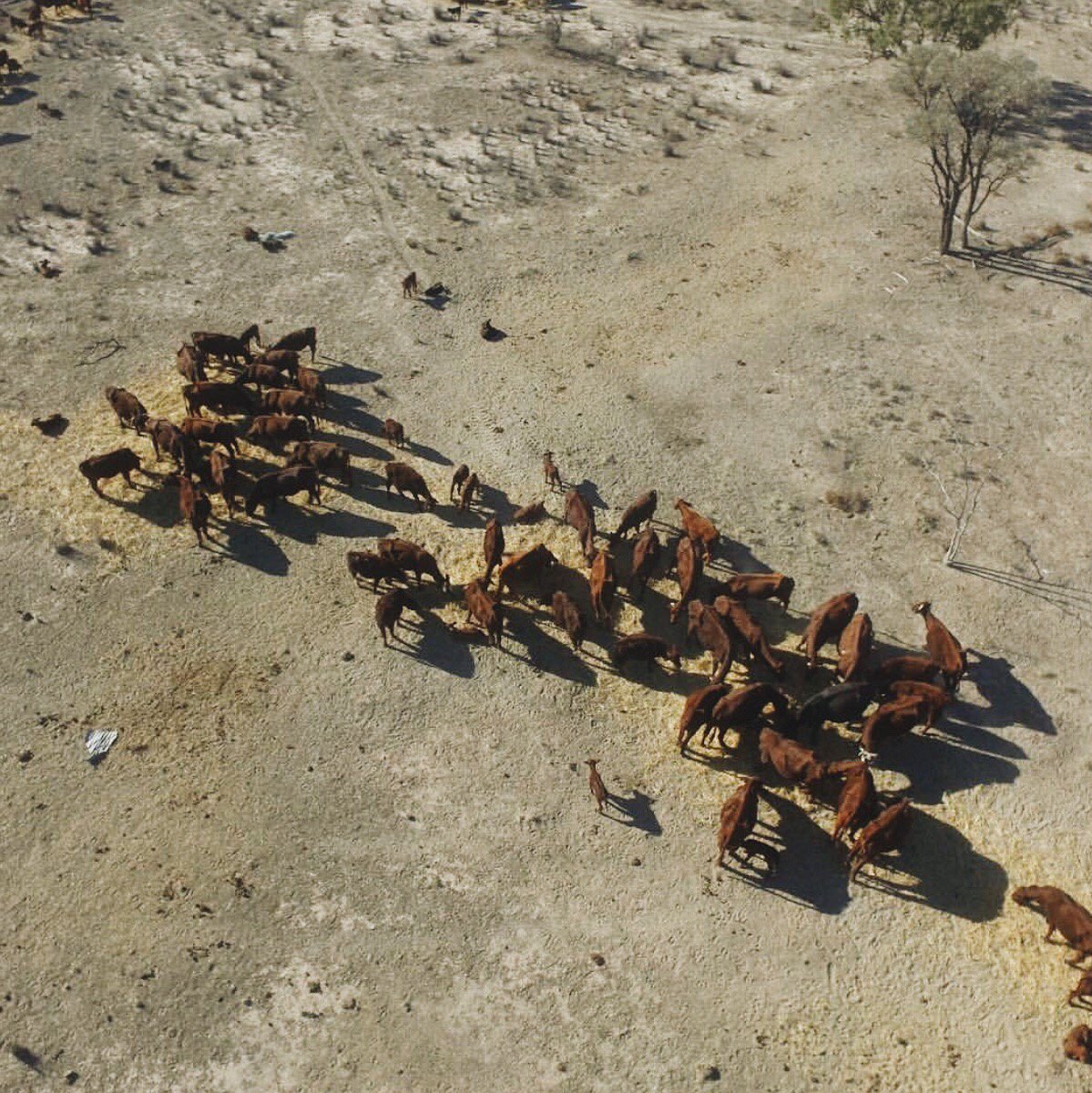 Global Care <a href="/GlobalCareAus/">Global Care</a> continuing to help out our Aussie farmers in need. Their third Road Train of Hay has now been distributed and has allowed them to help even more farmers feed their stock. We love seeing #mateshelpingmates!