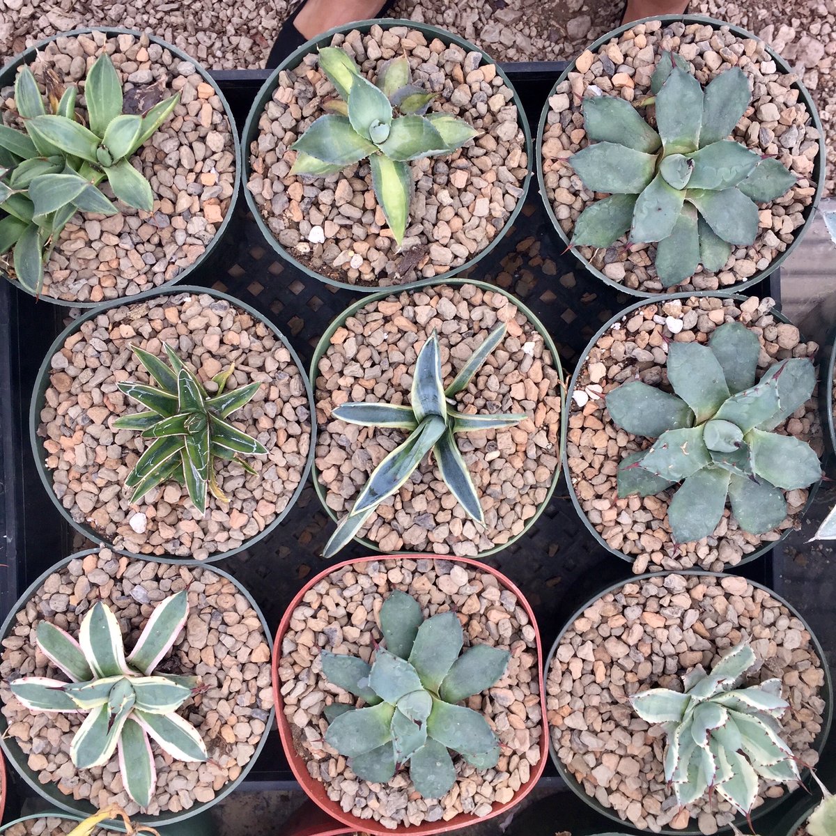 In Feng Shui succulent plants are a symbol of prosperity and good fortune. # FengShui #FengShui4Life #fengshuitips #succulents #Prosperity #abundance  #Goodfengshui #goodluck #Wealth #attractmoney #harmony #hyggehome  #selfawareness #inspired #Enjoy ...
