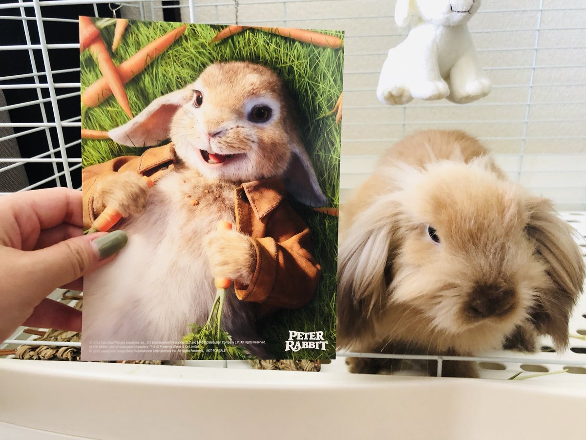 やっぱり カワイイ だけじゃない 映画 ピーターラビット 感想 Togetter やっぱり カワイイ だけじゃない 映画 ピーターラビット 感想 Togetter