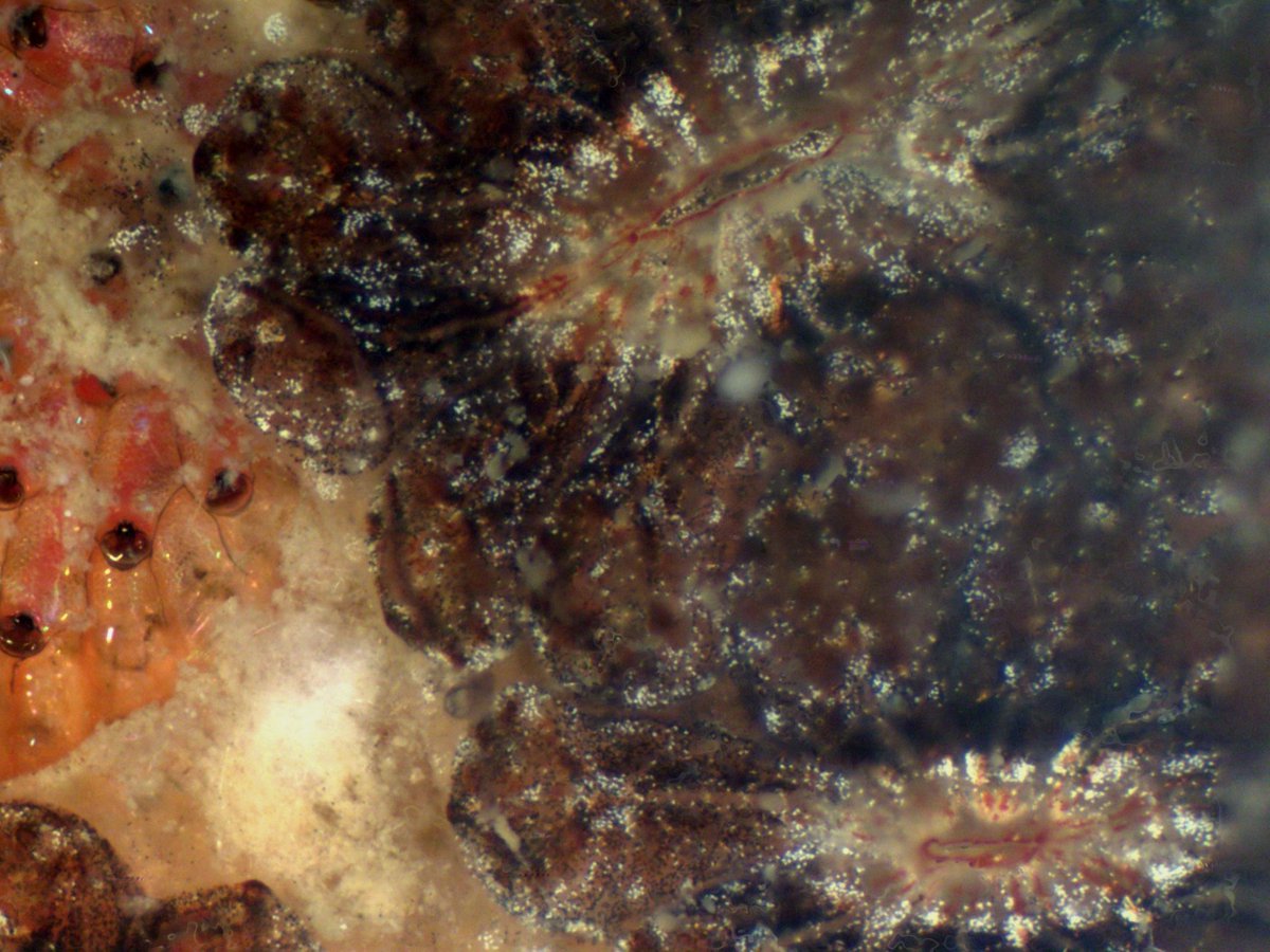 rebeccabhull's tweet photo. A static version: Not all colonial #marineorganisms are competitively equal; a #seasquirt (Right: #Botryllus) overgrows a #bryozoan (Left: #Watersipora).
#competitiveexclusion #spatialcompetition #bryozoa #ascidian #sessileinvertebrates #heliconfocus https://t.co/RJR7FpZ8no