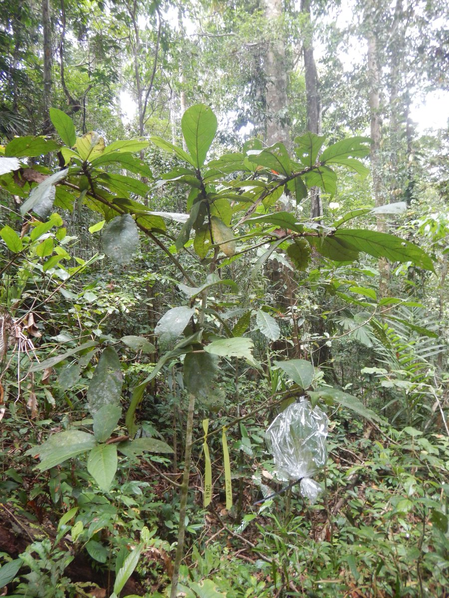 elinamantyla's tweet photo. Today it was time again to start the plant volatile collections. I'm really curious if these post-experiment collections will be different from the pre-experiment ones. #PNGfieldwork 🌴🌏 https://t.co/hF1J93GuNK