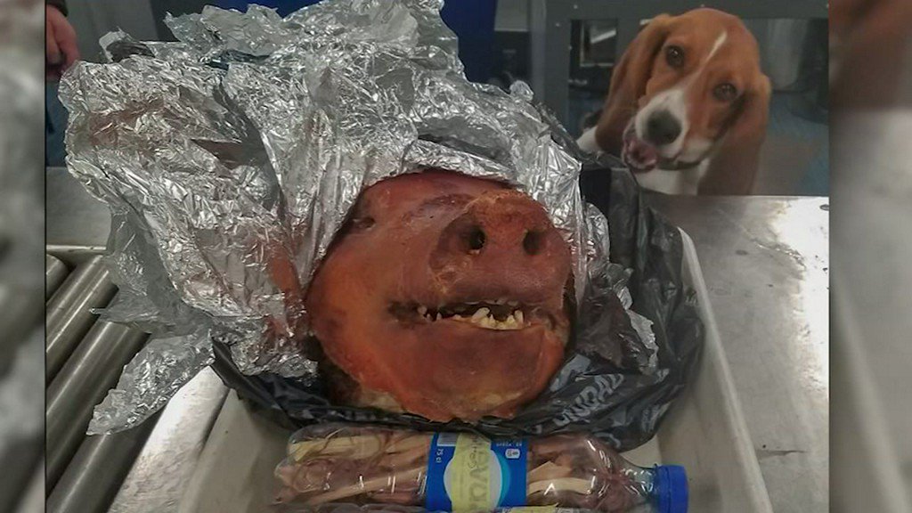 ABC7Chicago's tweet photo. K-9 sniffs out roasted pig in checked bag at Atlanta airport https://t.co/B65b2FukzJ https://t.co/STcE9dcsGw
