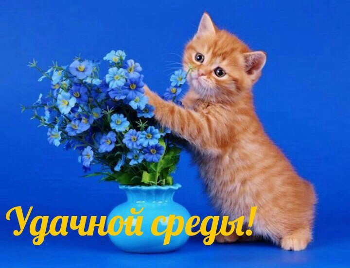 Картинка прикол с добрым утром среды
