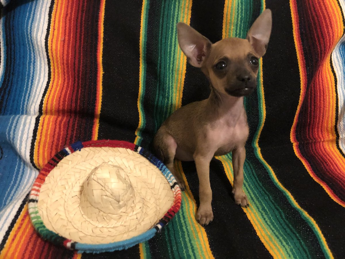 _slaydra's tweet photo. Newest addition to the fam 💗 she’s so tiny 😭 https://t.co/XAI96nYgU0