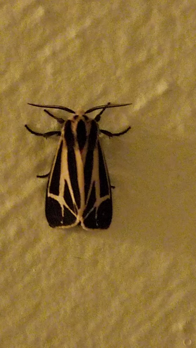 jenadawnwrites's tweet photo. What kind of moth is this?!
About an inch in size. Hampton, VA.
Sorry for the crappy pics. It was in a horribly lit part of my hallway.
#bugid #moth #helpme #identifythisbug https://t.co/0hkgJMur5Q