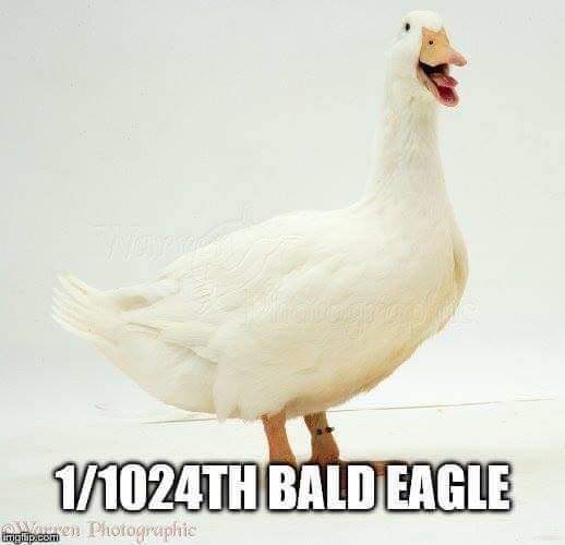 raycoff's tweet image. 