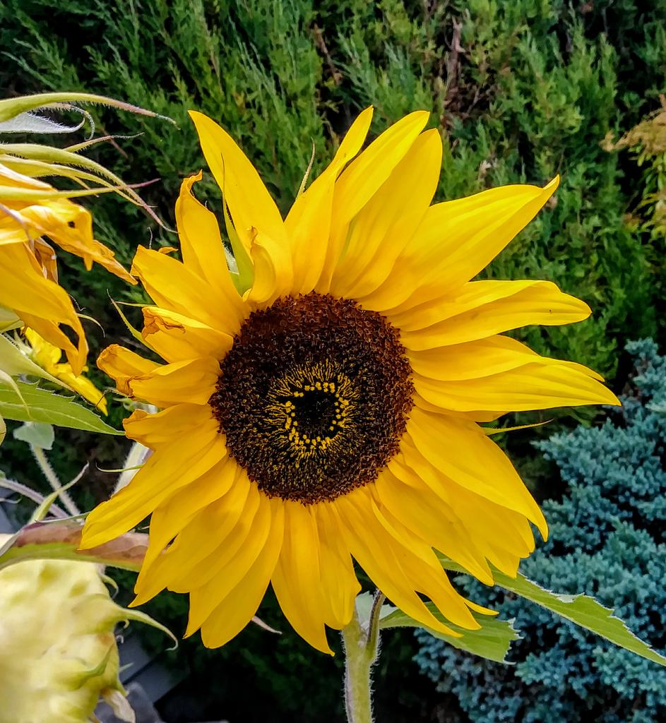 mhall55nine's tweet photo. The last sunflower! #naturelovers #sunflowers #FlowerReport #500pxrtg https://t.co/F8YYq76xyT