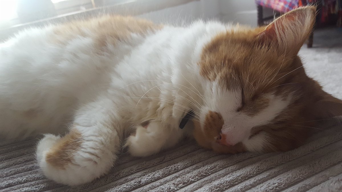 AtariTheCat_'s tweet photo. Good morning #CatsOfTwitter I'm not quite awake yet for #whiskerswednesday   too comfy here https://t.co/WyicMt7HBr