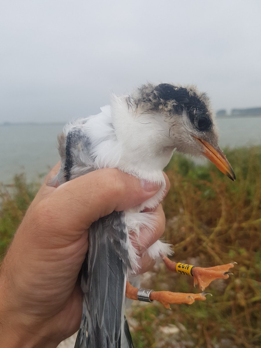 Afgelopen broedseizoen vingen we een aantal interessante visdieven in het Deltagebied. Lees verder op: facebook.com/69473466405125…