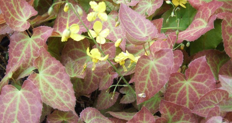 xi_sr's tweet photo. Does Horny Goat Weed （Epimedium Extract）Work for Erectile Dysfunction?#https://www.plantextractssr.com/product/standardized-plant-extract/horny-goat-weed-extract/ https://t.co/DkGqr3VKO0