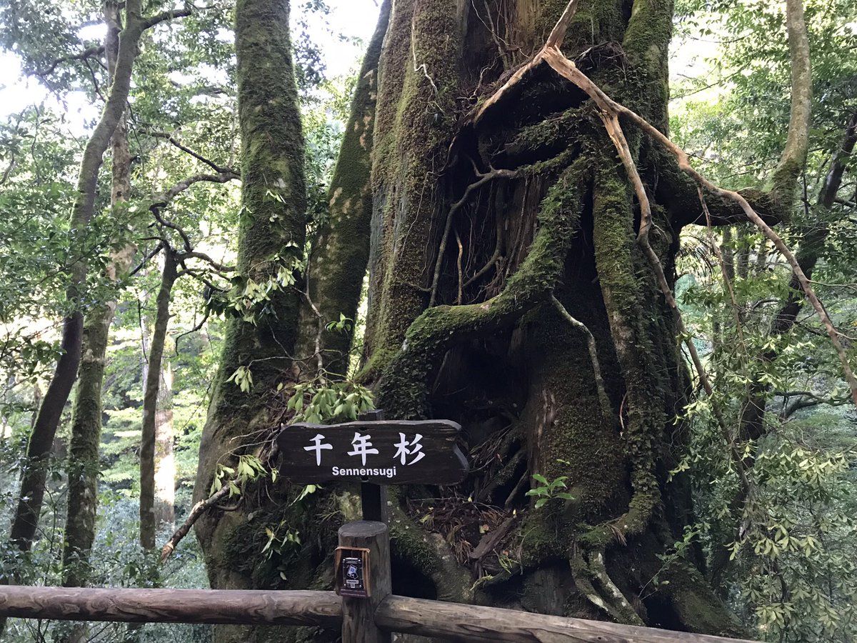 yukagoon's tweet photo. 久々に遠征登山をしました！✌️屋久島は人も自然も最高でした！ https://t.co/ttFdUAW2EK