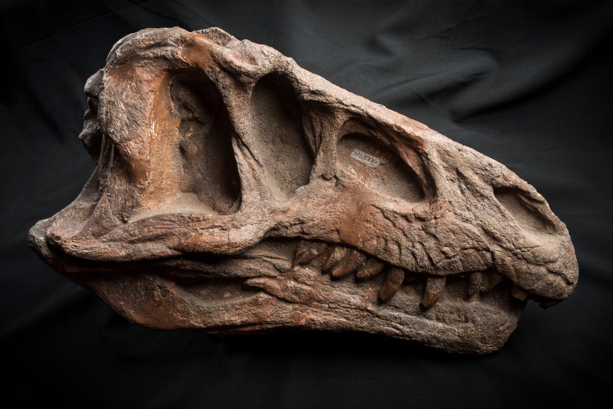 GenusPalaeo's tweet photo. Happy #NationalFossilDay from us at CoE Palaeo! Have you been to some of SA's amazing fossil sites yet? Check out @MaropengSA, @DitsongMuseumSA, @Iziko_Museums, @ESI_FossilLab, @OriginsCentre, @WestCoastFossil! #scicomm #fossils #SAFossils
Pics: Brett Eloff Photography https://t.co/Ai7LCykc1q