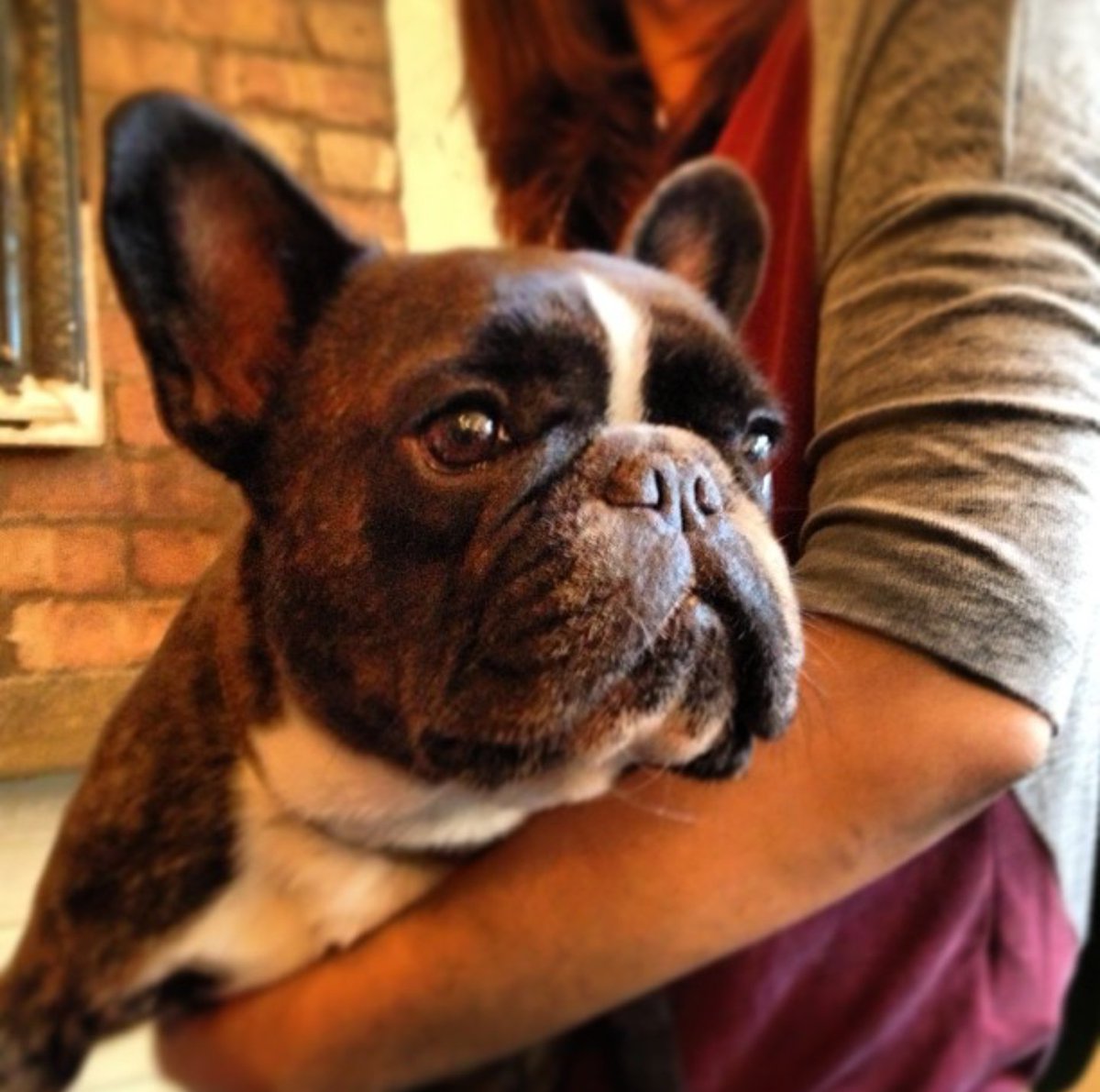 RoyalStarLDN's tweet image. When it's raining outside and it's time to leave... 🌧🐶 #FrenchieProblems
📷 IG: suransuran | #Clerkenwell #Shoreditch #London
