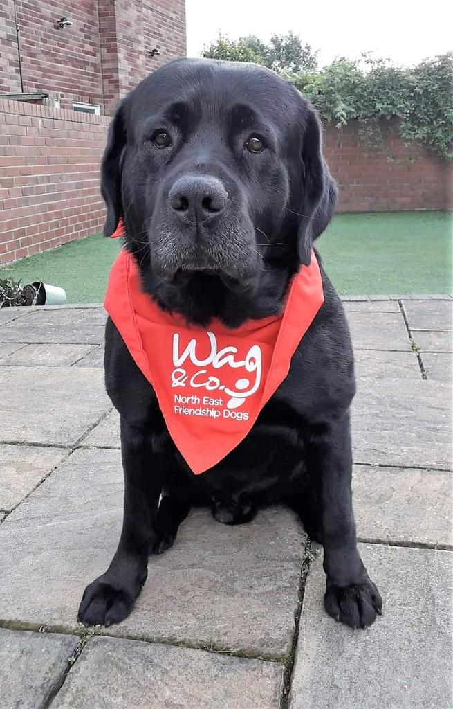 Small world.  I My hubby and I signed up to visit lonely/vulnerable people with Sid our dog.  He's been matched to palliative patients.  He's really looking forward to going to the PCU at NTGH ❤