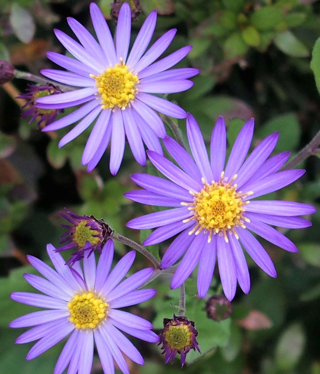 友禅菊 Twitter Search