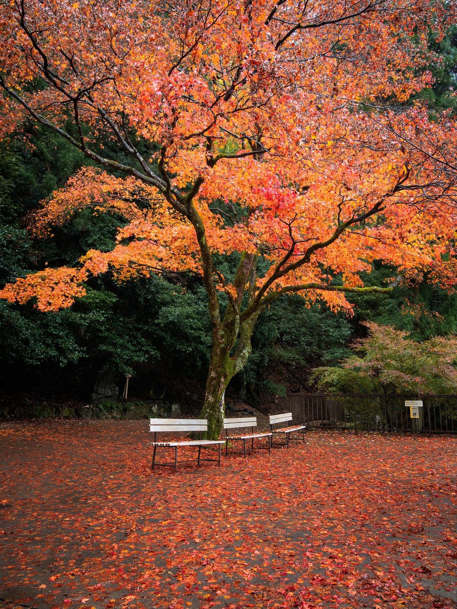 鴨片攝影akira Hsu 鞍馬寺奥の院 白色真的是反應楓紅的最佳反差 難得到了鞍馬奧院結果最愛的照片卻是張椅子 17京都紅葉紀行