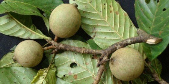 vidaagro's tweet photo. En los llanos y en Guayana crece un fruto silvestre llamado #caruto https://t.co/6GwIX5lvZ3 https://t.co/YCQ3qXIvIR