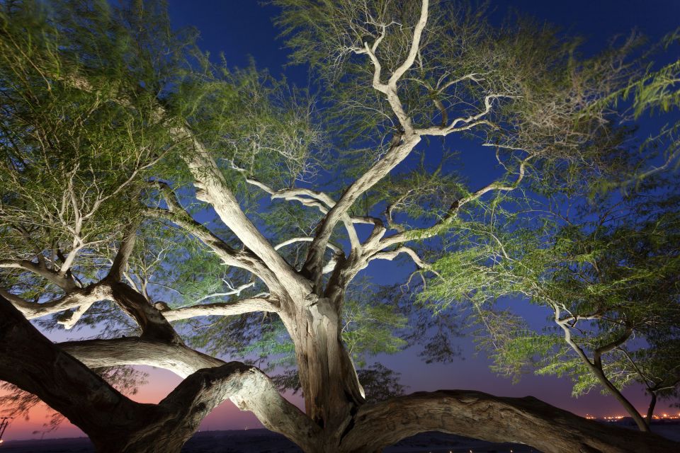 JmLesArbres's tweet photo. "Il suffit de montrer des photos d'arbres à n'importe qui et mesurer son  rythme cardiaque pour observer que l'arbre a ce pouvoir d'apaiser."  Jacques Tassin 😍🌳 https://t.co/lIW1laAWrd
