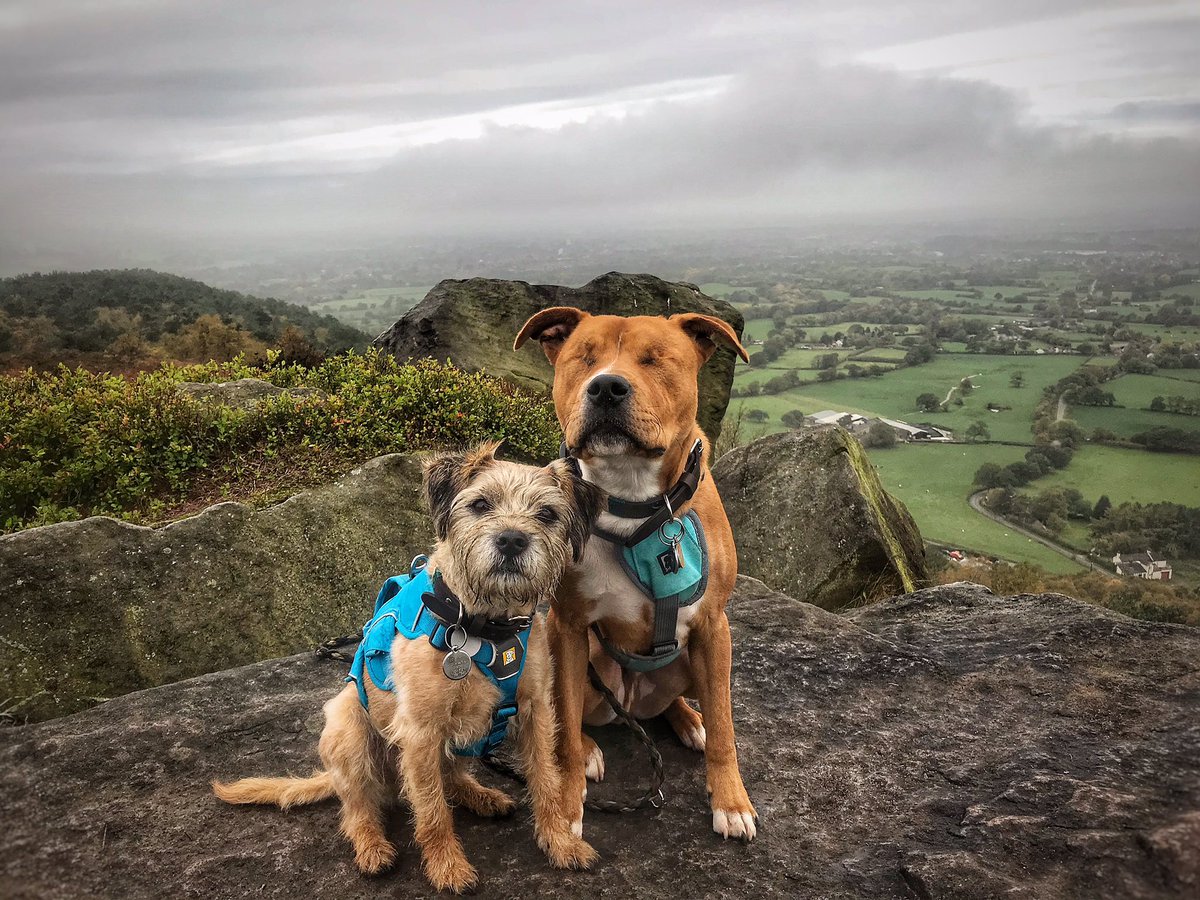 the_wonderdogs's tweet photo. Spending yesterday morning climbing 🐾⛰ #tobythewonderdog #amosthegreat #littledude #blinddog #adventuresoftoby #pitpat #pitpatpack #dogsthathike https://t.co/z9tFuWqg1w