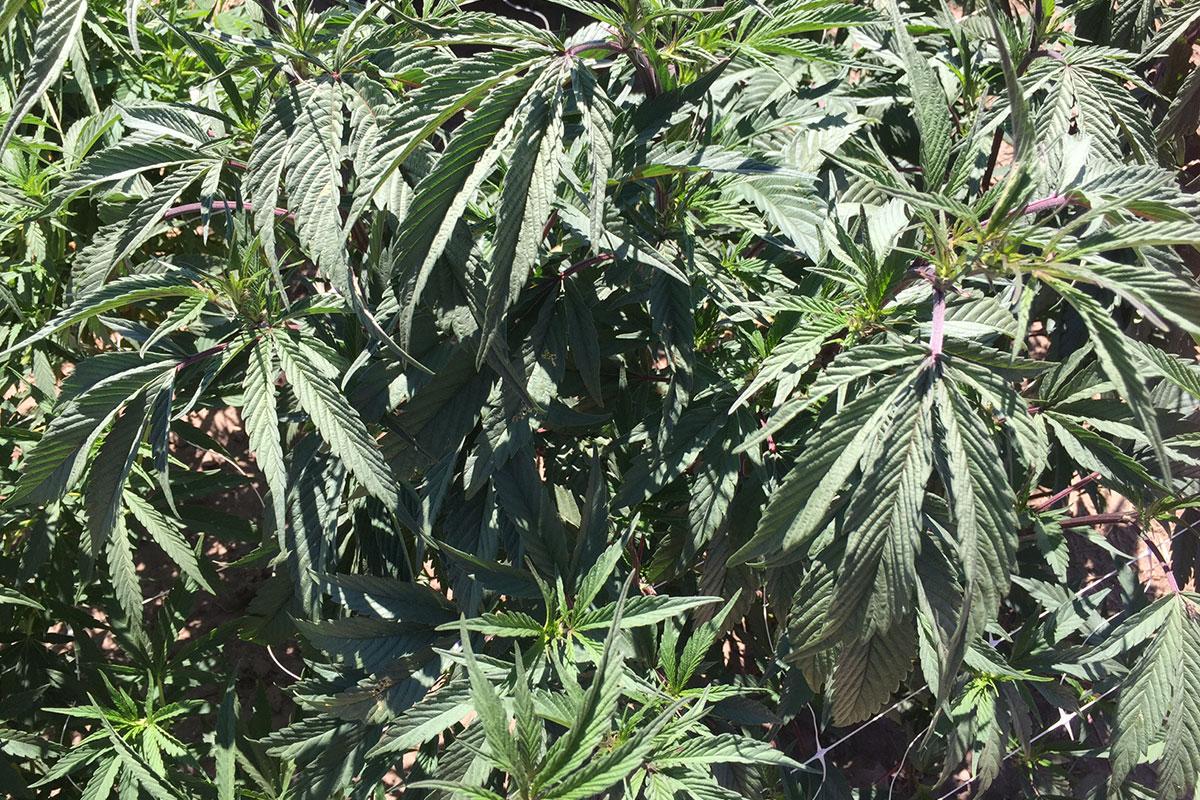 Happy Cannabis Day!

Check out <a href="/BeerMeBC/">Beer Me BC</a> for coverage of how cannabis is influencing the world of beverages in Canada.
bit.ly/2P16SPi

#OCanada