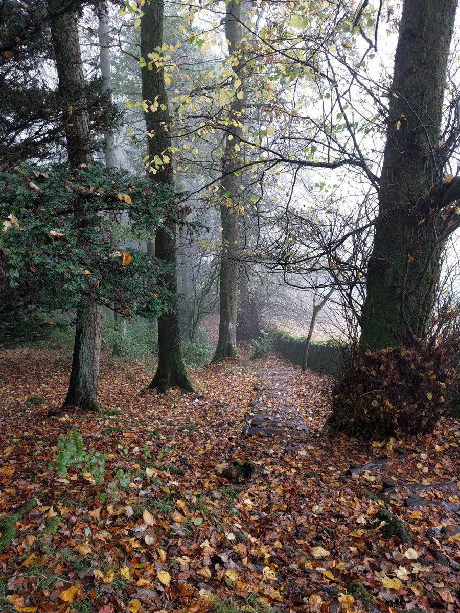 That feeling when you go for a walk in early morning and find a paradise!! :D
.
#LakeDistrict #Woods #forest #walking #steep #fog #magical #rain