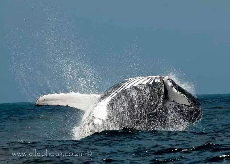 Ocean Odyssey whale watching Knysna tweet media