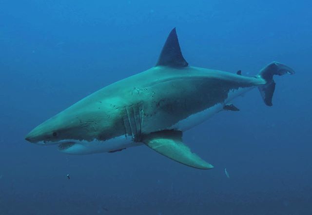 sharkxperts's tweet photo. Rumour has it the mega shark “Lucy” has been spotted back at Guadalupe.....can’t wait for our next trip that departs tomorrow! #sdx #sharkdiving #sharkdivingxperts #lucy #islanderstyle #islandercharters #ocean #megasharks #guadalupeisland #sharks #sharks… https://t.co/2DLJIafrCJ https://t.co/JH6h6hl1hp