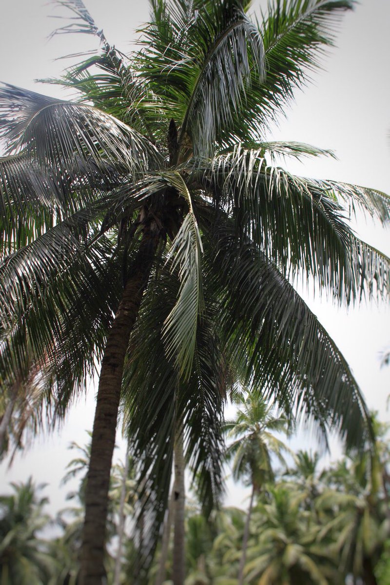 leaningtreeco's tweet photo. We are now officially certified by @BiodynamicUK #organiccoconutoil #nutsaboutcoconuts #wellbeing #farm #vegan #organic #skincare #haircare https://t.co/H4onnnAvUa