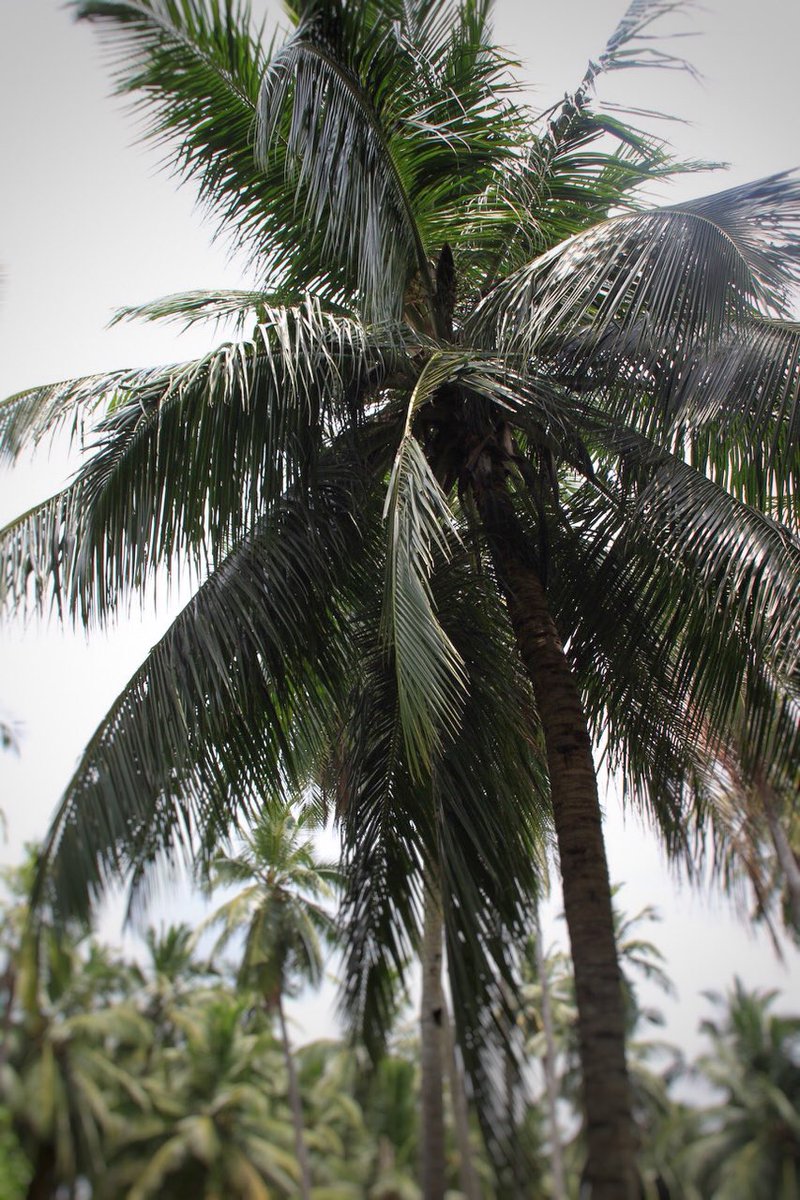leaningtreeco's tweet photo. We are now officially certified by @BiodynamicUK #organiccoconutoil #nutsaboutcoconuts #wellbeing #farm #vegan #organic #skincare #haircare https://t.co/H4onnnAvUa
