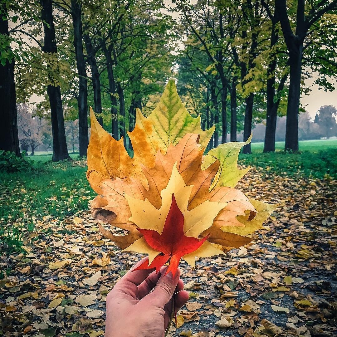 BWMonzaeBrianza's tweet photo. Buongiorno con questo bellissimo scatto d'autunno al nostro Parco di Monza 😍🍁🍃🍂

@BWMonzaeBrianza
@monzatoday
@best_westernITA
@monzareale
@Fondoambiente 
@IgersMonza 

#giornatefai #faiautunnoincittà #igersitalia https://t.co/yAjhVcYNat