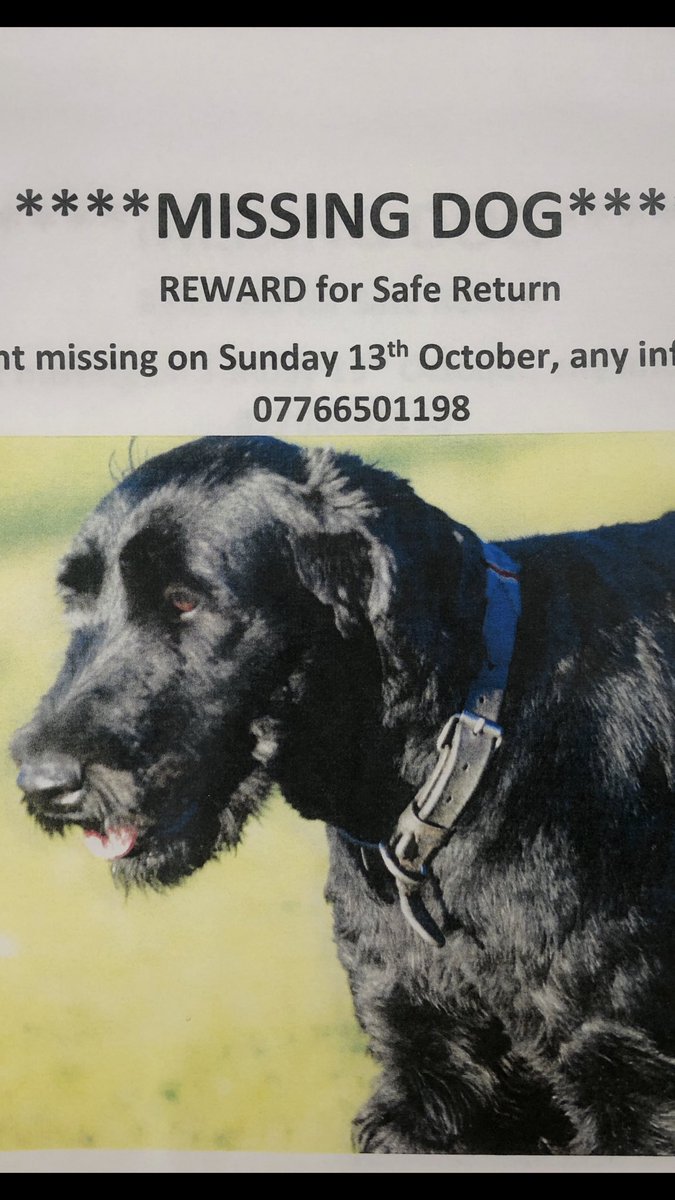 LucyQuigley's tweet photo. Meg went missing on Sunday (13th October) around the Stokesley area and still has not returned. She is a black giant schnauzer, easily mistaken as a labradoodle. ❗️£500 REWARD❗️ please ring the number below if found/have any information. https://t.co/74W2XLRNye