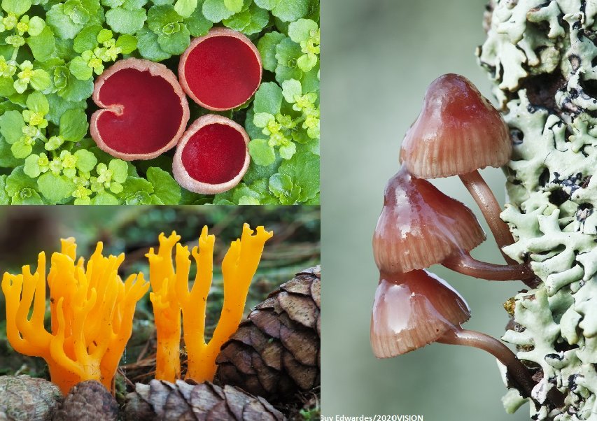 WildlifeTrusts's tweet photo. Noticed anything weird and wonderful sprouting up? 🍄🍄 #Autumn https://t.co/B2ZuGYDUbq