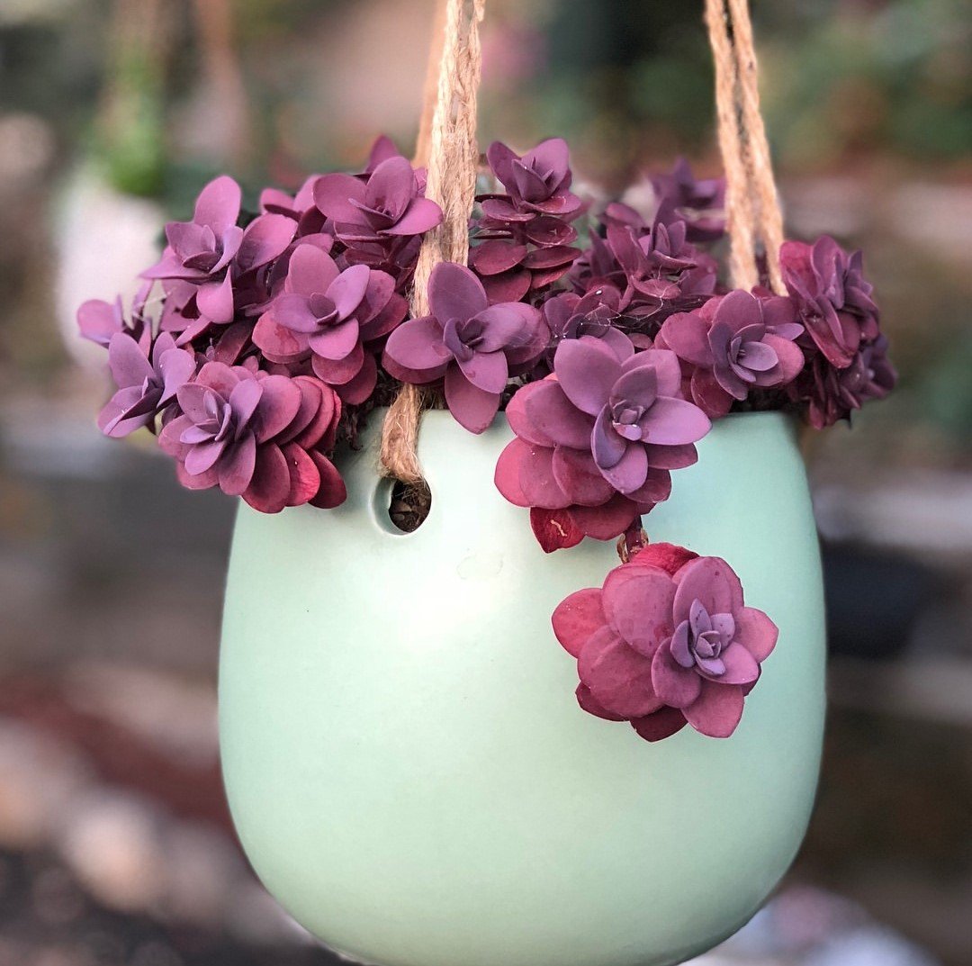 MuerodeAmorDeco's tweet photo. Muero de amor por detalles así de DIVINOS!!! Si es que en éstos pequeños detalles es donde reside la MAGIA.
.
➡️ https://t.co/2OCLaavUeT ⬅️
.
#Decoración #FloresYPlantas #Suculentas #PlantasSuculentas #IdeasDecor #PlantasDeCasa #InstaDecor #HomeStyle #LoveDeco https://t.co/6JT6ESUJoB