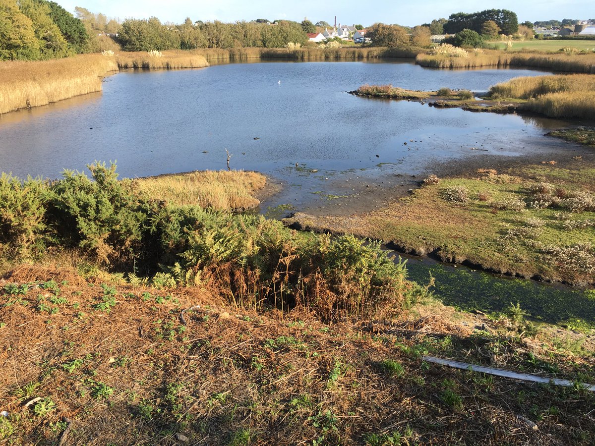 GuernseyWander's tweet photo. Well worth a visit, particularly if you like watching birds, the Vale Pond is situated opposite Grande Havre Kiosk &amp; car park. Just cross the road &amp; enter the hide from the pavement, lovely setting.
Variety of birds to see including snipe, heron and little egrets.
Perry’s P6 B5. https://t.co/bFpFwepLXe