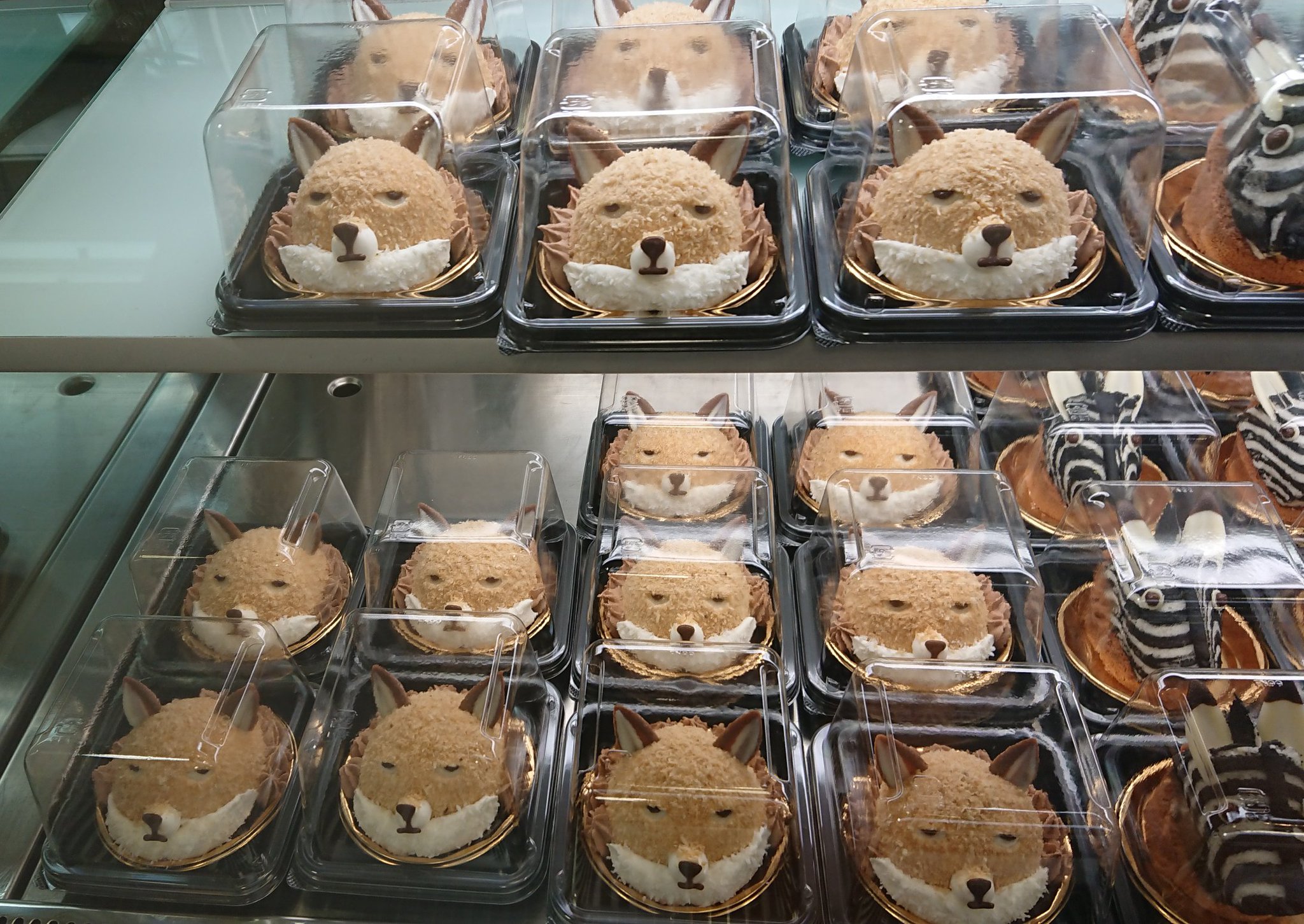 シュールなケーキが大量発生実はこれ チベットスナギツネっていうキツネさんらしい 話題の画像プラス シュールなケーキが大量発生実はこれ チベットスナギツネっていうキツネさんらしい 話題の画像プラス