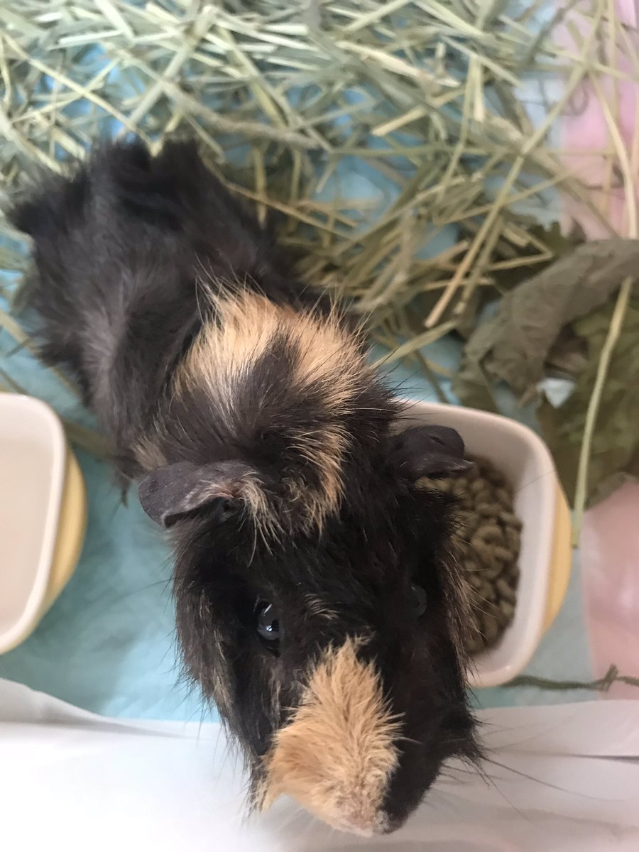 あちゃぽんず@the.クズ系配信者。 (@acha_ponz) / Posts / X